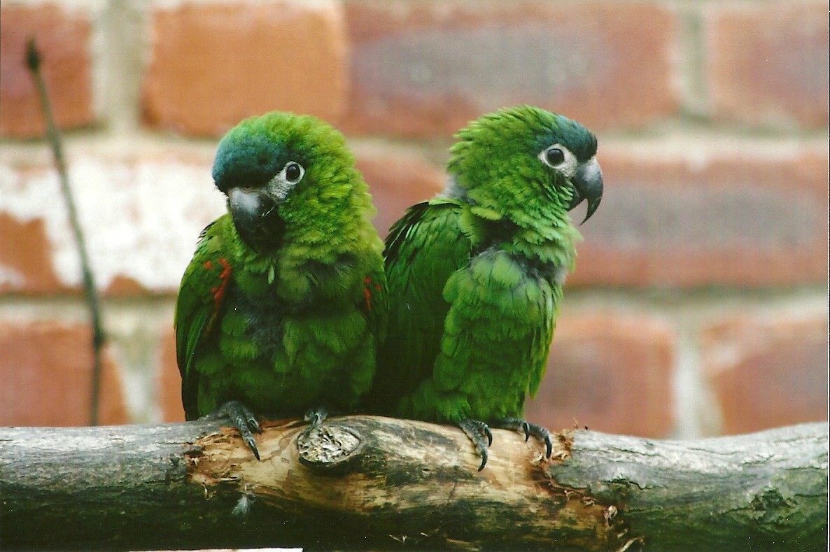 Hahn's Macaws 3rd August 2012