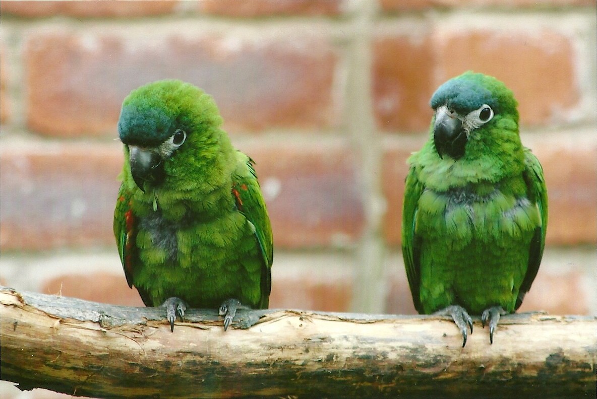 Hahn's Macaws 3rd August 2012