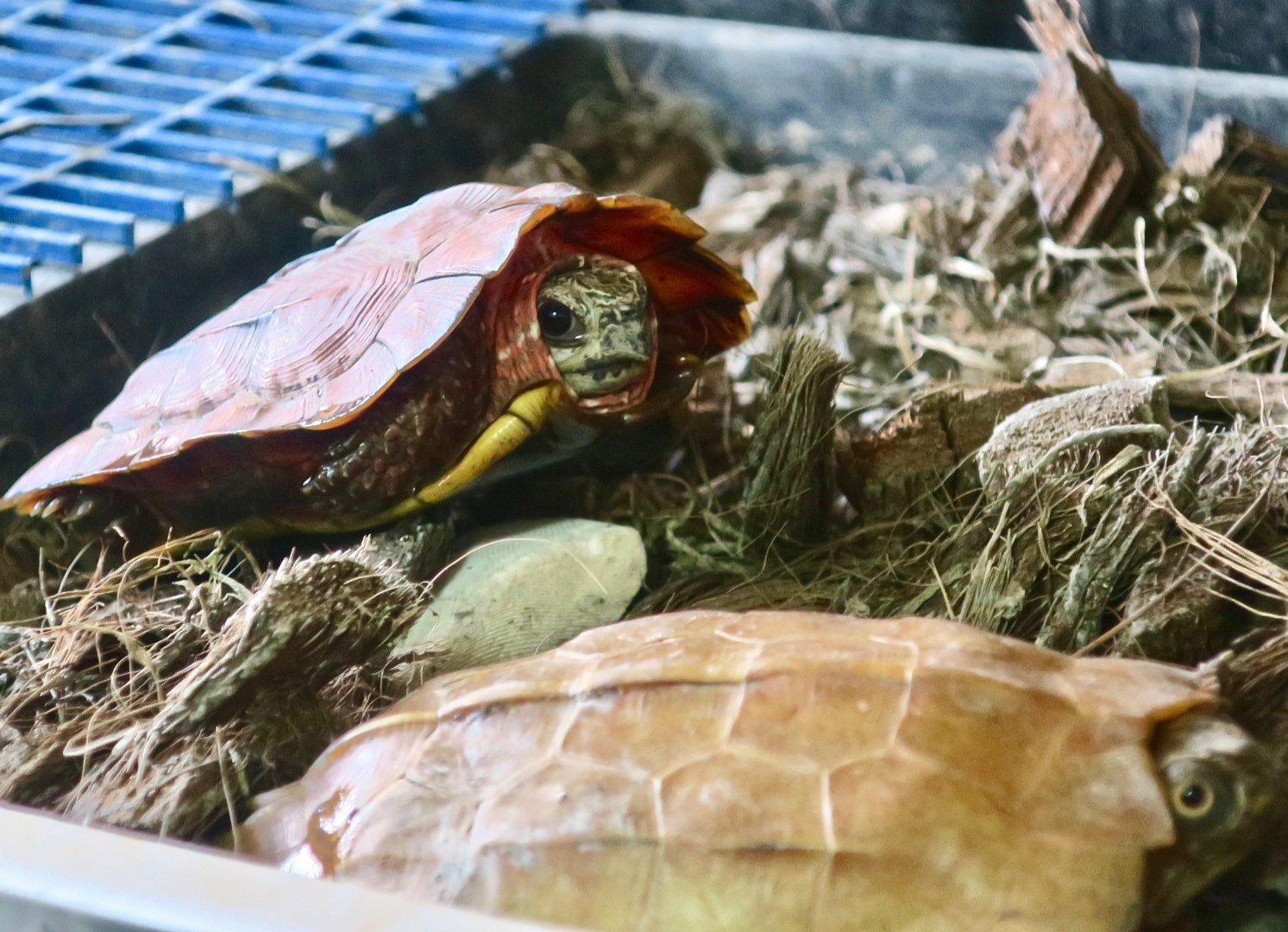 Hainan Black-Breasted Leaf Turtle (Geoemyda spengleri)