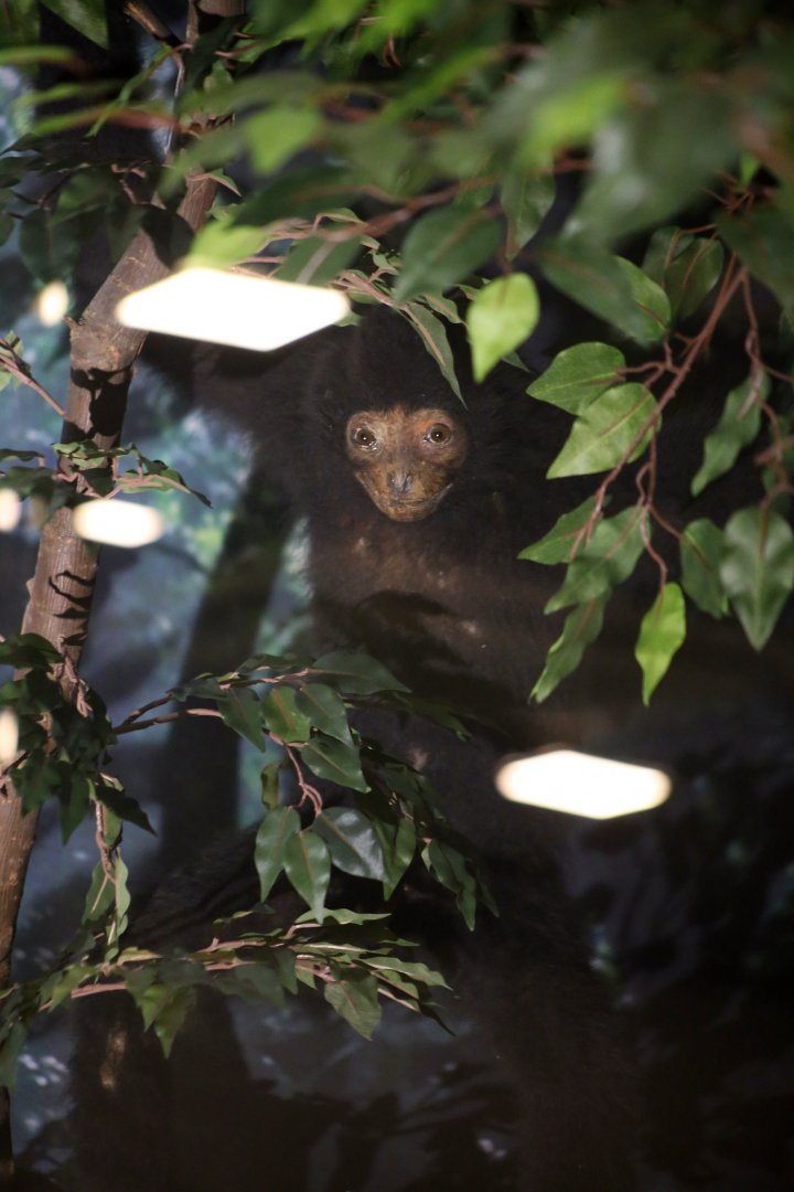 Hainan Black Crested Gibbon (Nomascus hainanus)