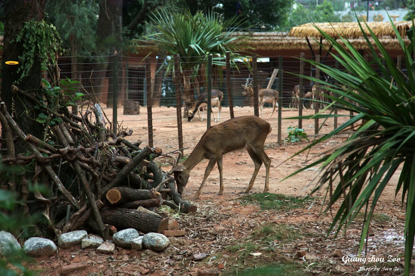 Hainan Eld's deer checking their new Benjeshecken pile
