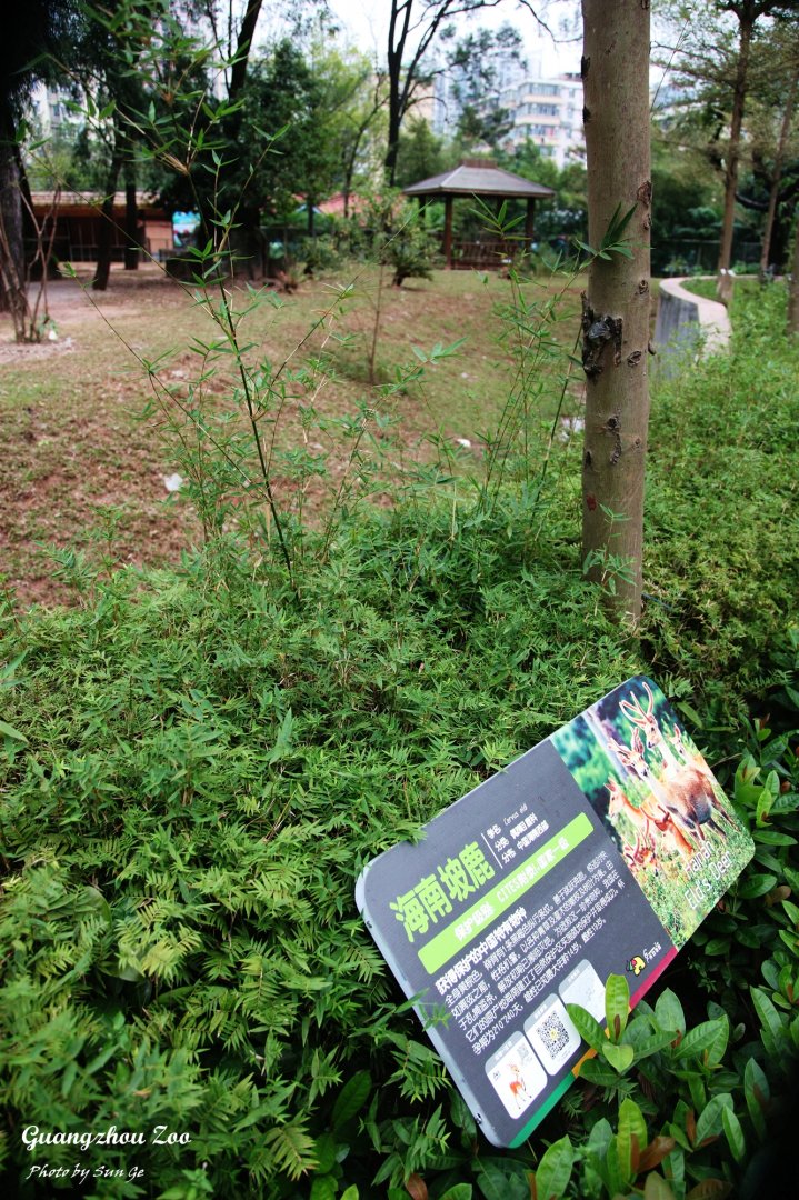 Hainan Eld's deer exhibit