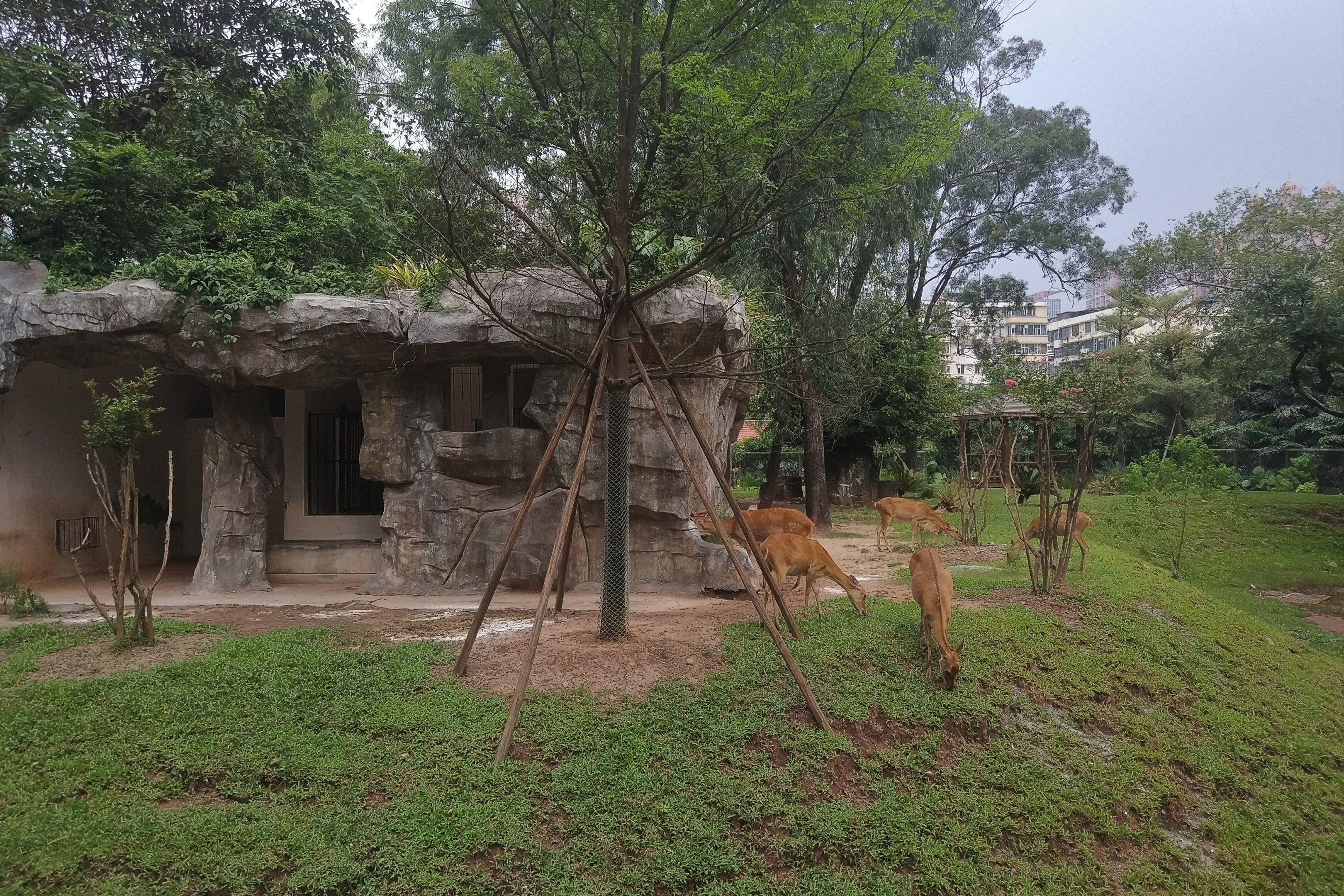 Hainan Eld's Deer Exhibit