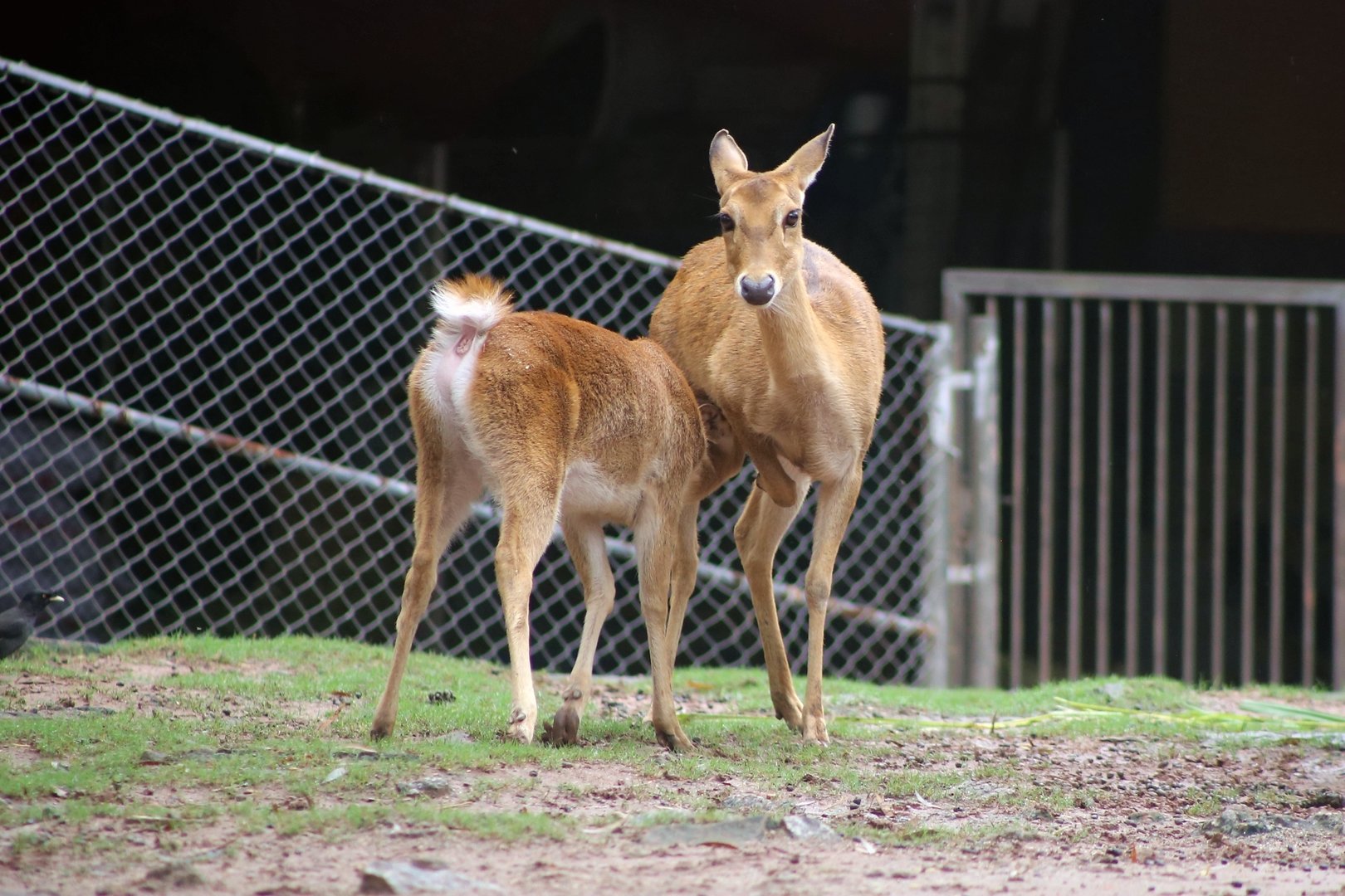 Hainan Eld's Deer, Female and Juvenile