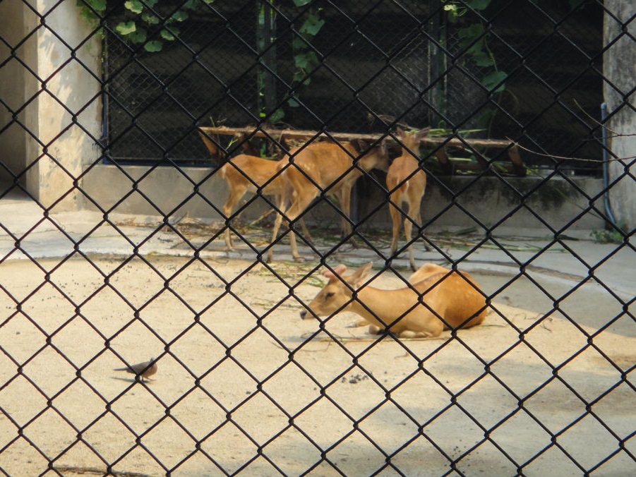 Hainan Eld's deer (Panolia eldii siamensis)-2011