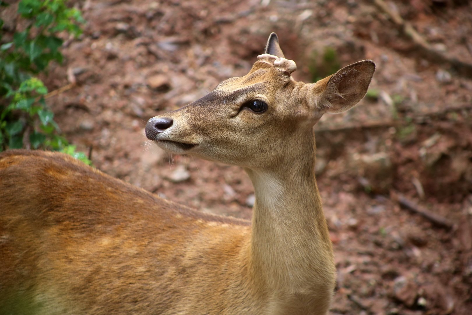 Hainan Eld's Deer (Rucervus eldii siamensis/hainanus)