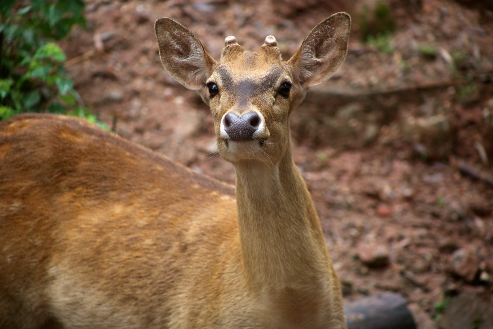Hainan Eld's Deer (Rucervus eldii siamensis/hainanus)