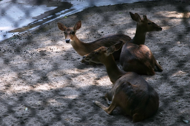Hainan Eld's deer