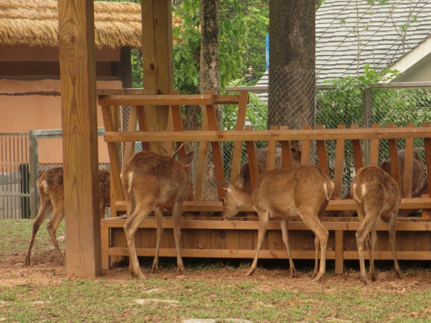 Hainan Eld's deer