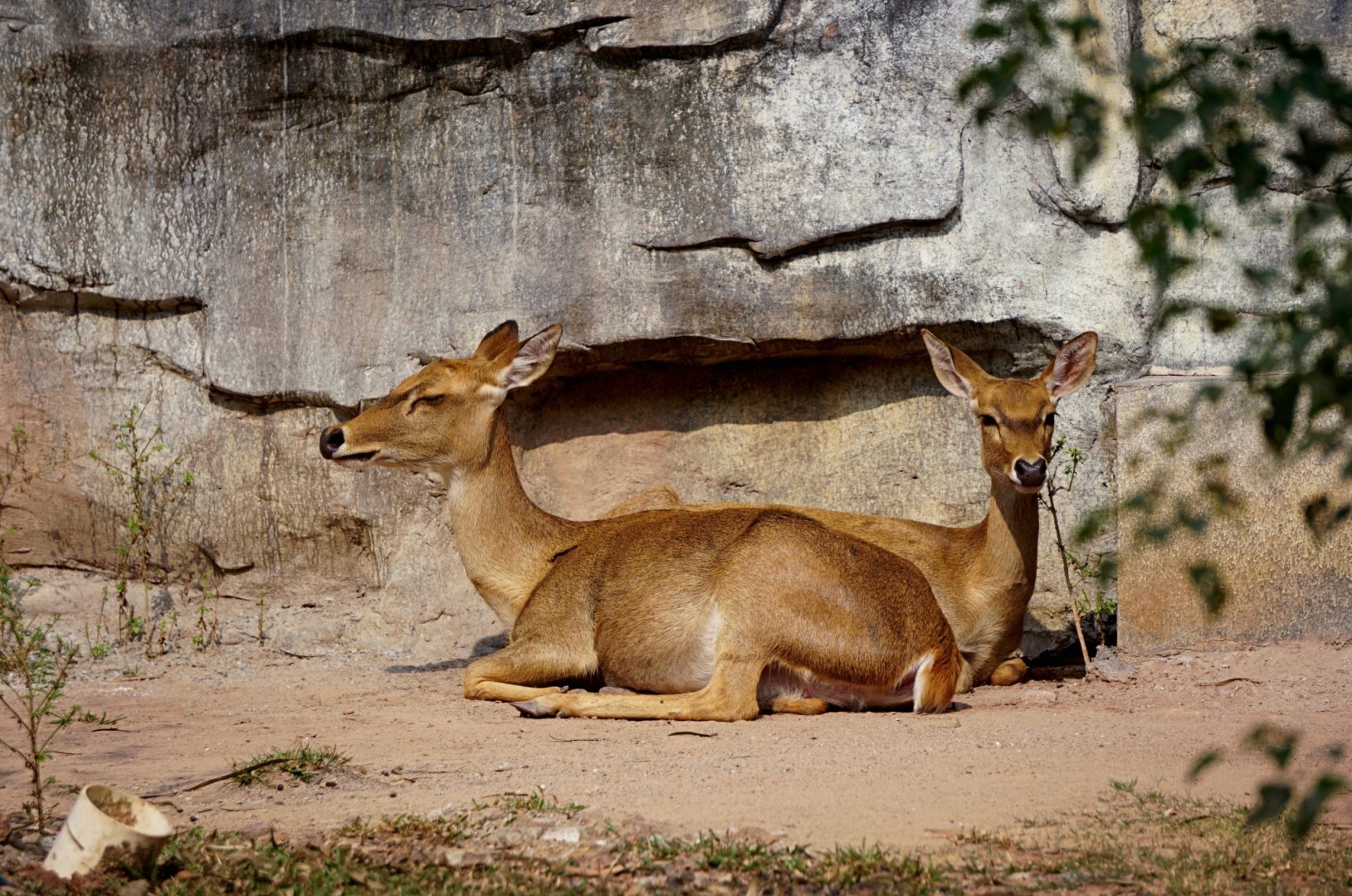 Hainan Eld's deer