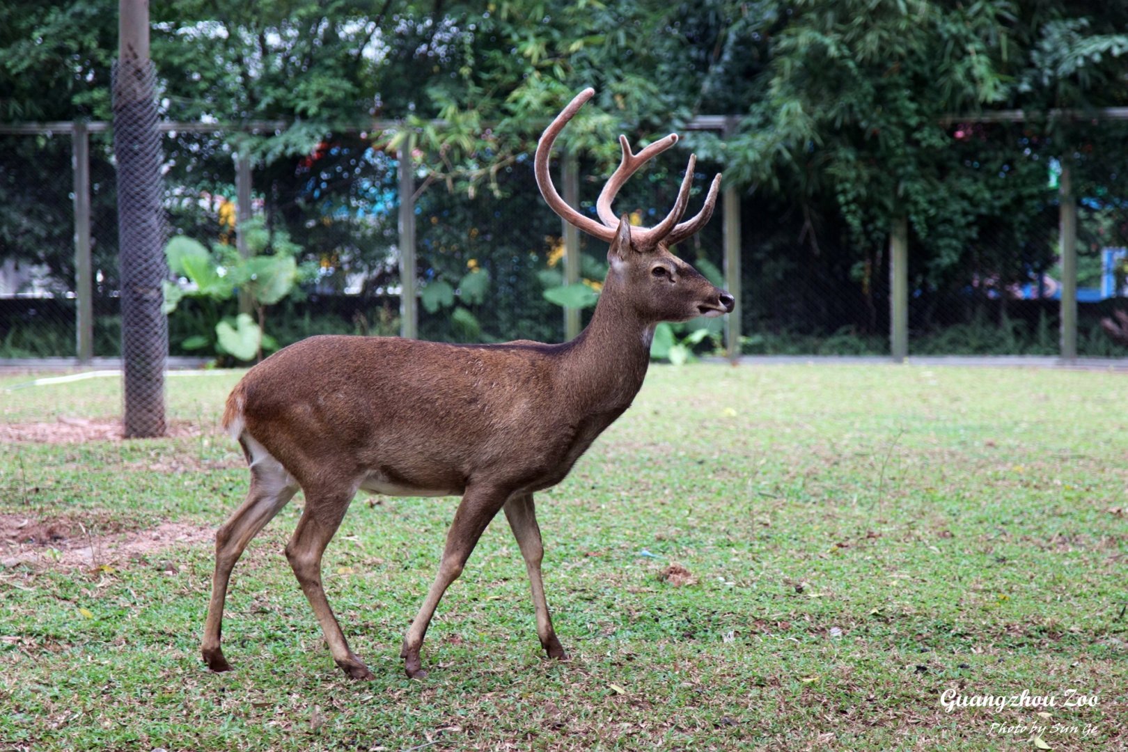 Hainan Eld's deer