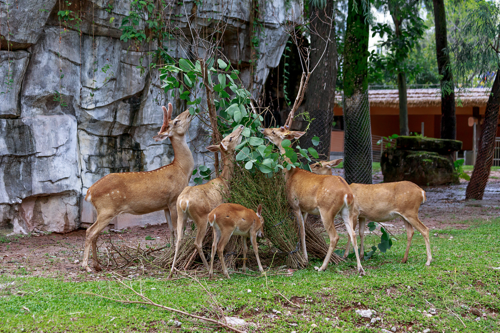 Hainan Eld's deer