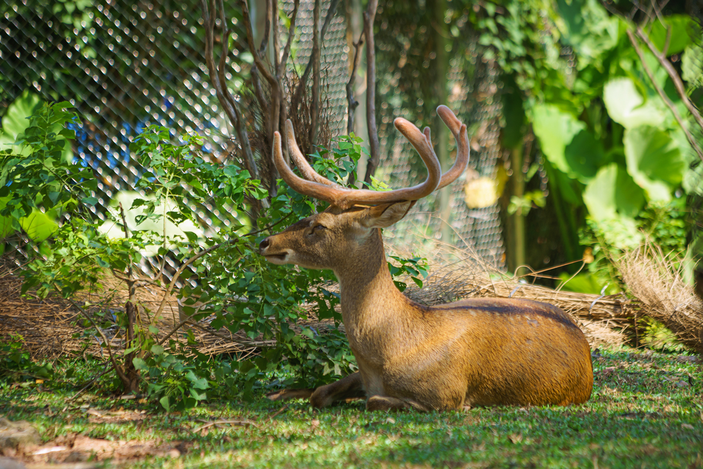 Hainan Eld's deer