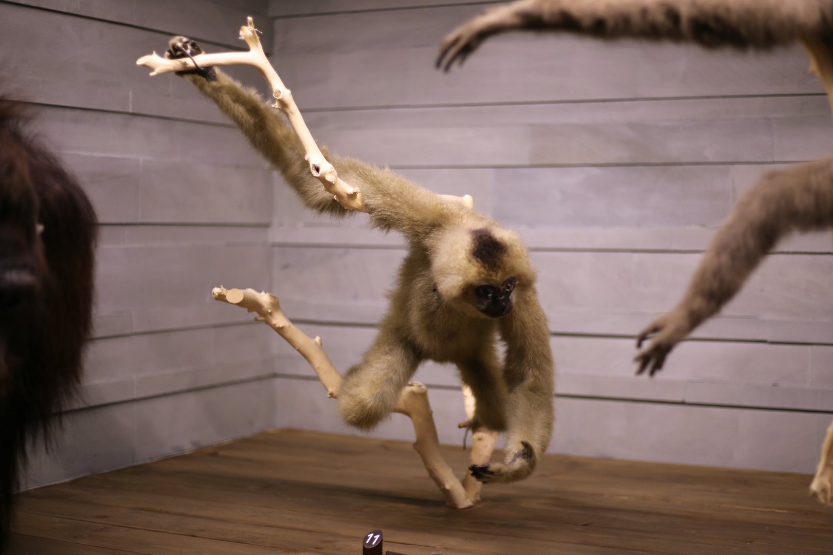 Hainan Gibbon (Nomascus hainanus), Female