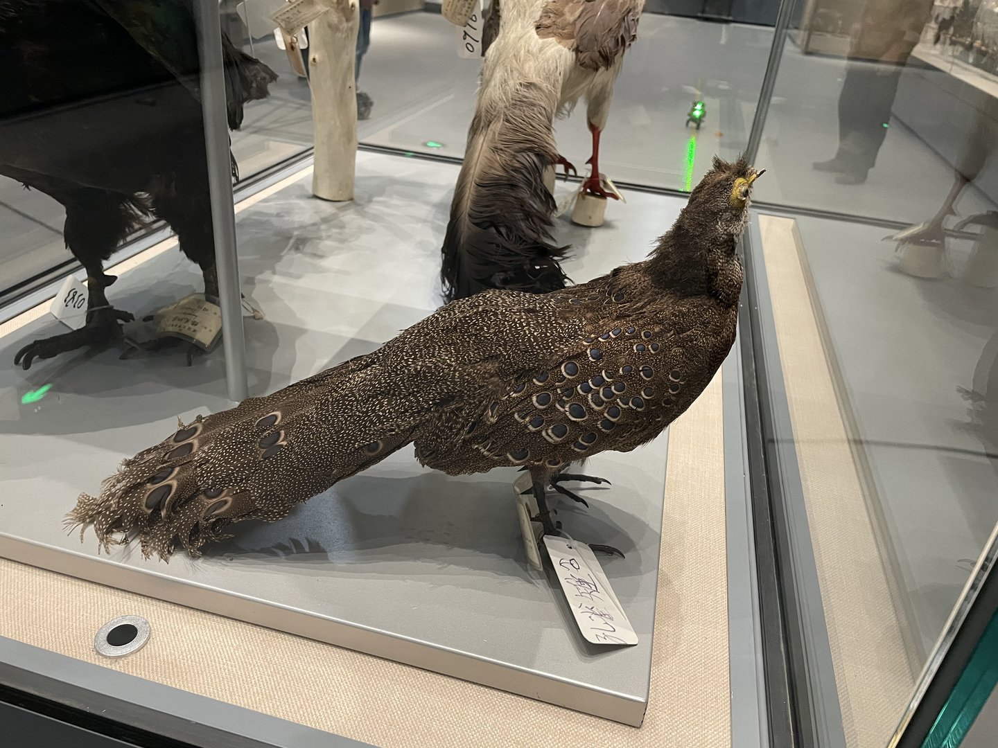 Hainan Peacock-Pheasant/ Polyplectron katsumatae from Wuhan University Wanlin Museum