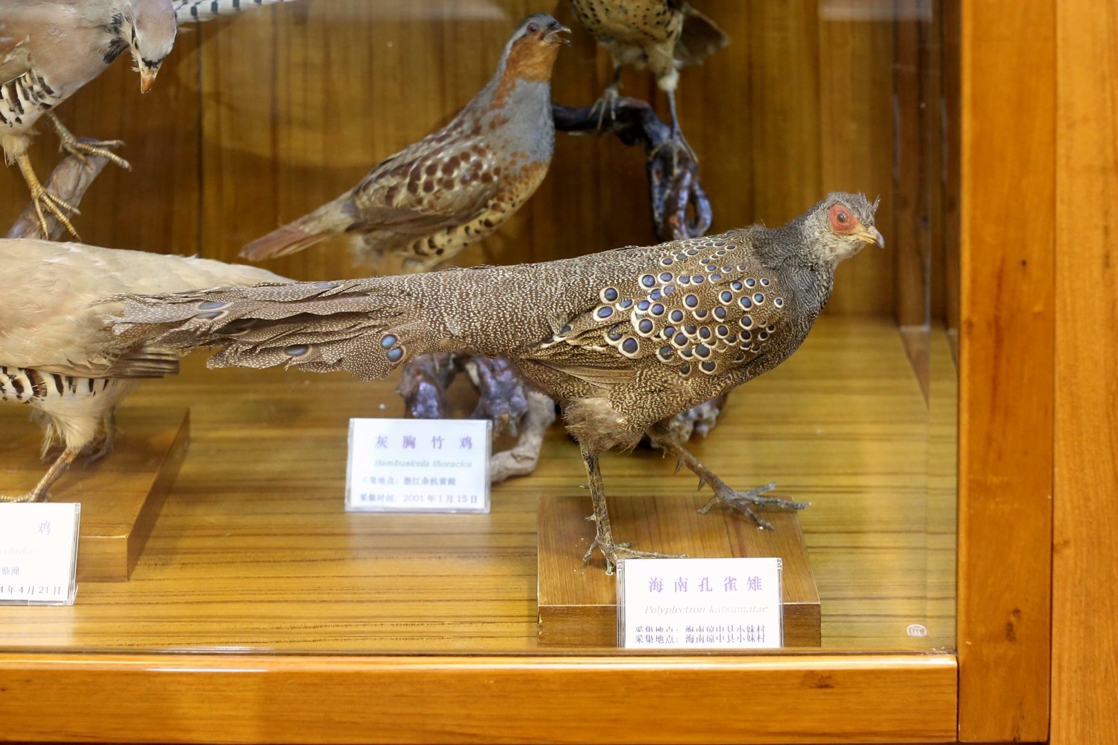 Hainan Peacock-pheasant (Polyplectron katsumatae)