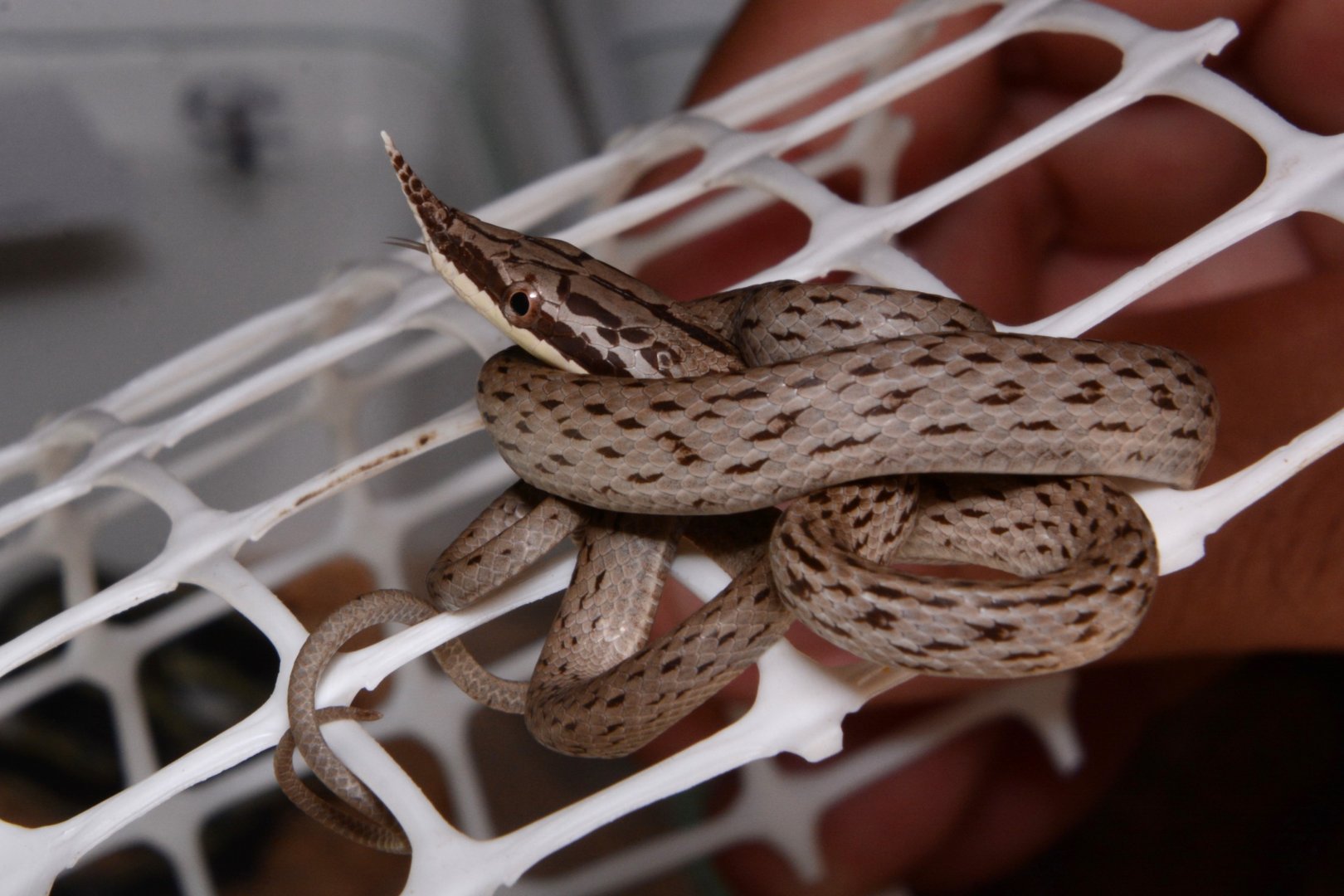 Hainan rhinoceros snake (Gonyosoma hainanense)