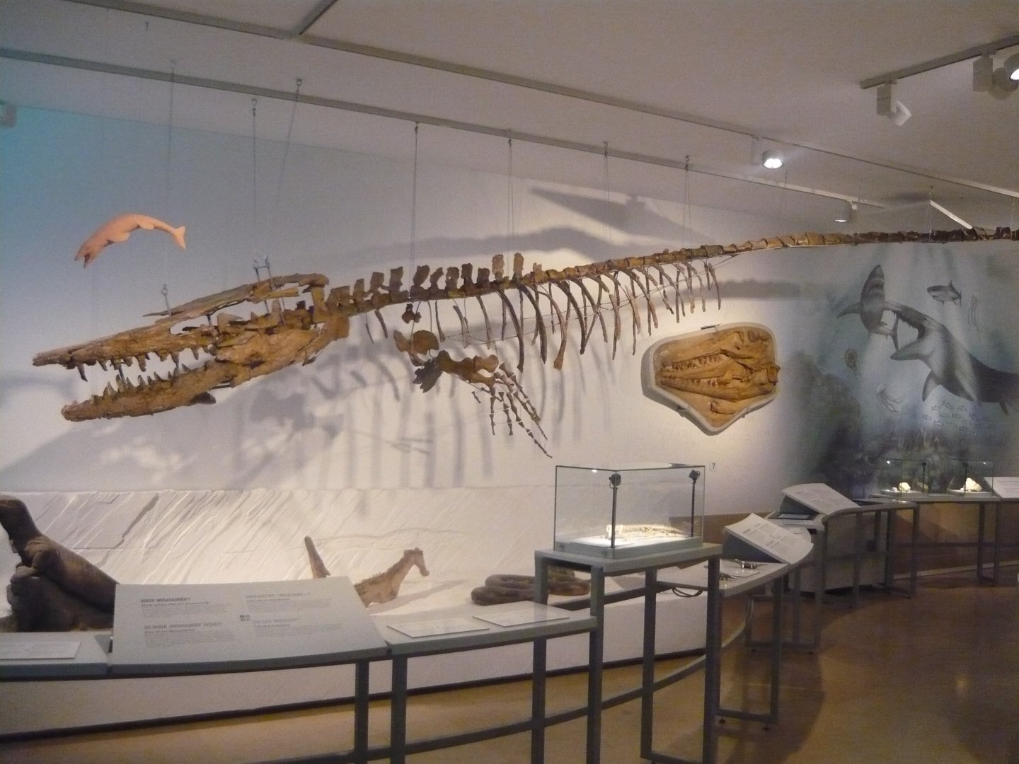 Hainosaurus bernardi