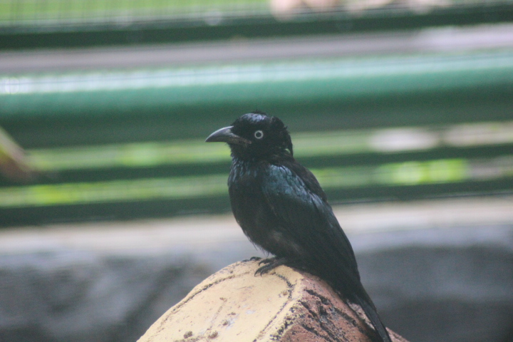 Hair-crested drongo (Dicrurus hottentottus jentincki)