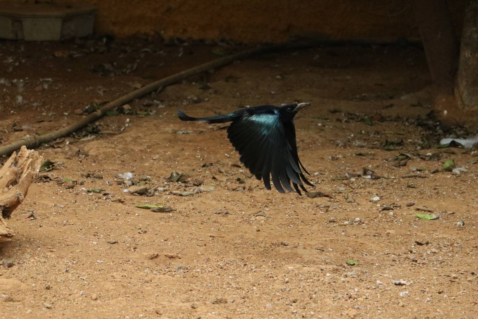 Hair-crested drongo in flight, February 2016