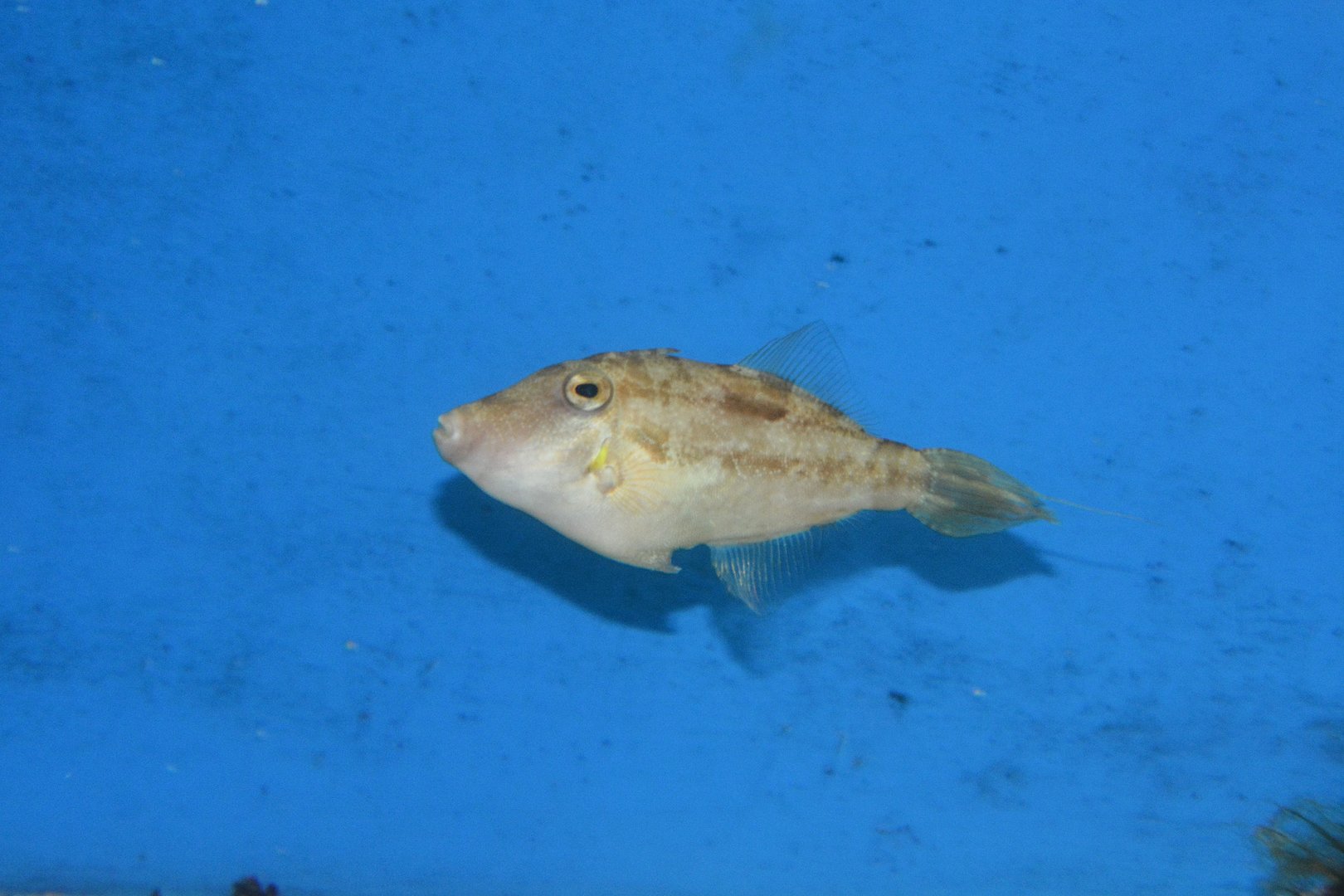 Hair-finned filefish (Paramonacanthus oblongus)
