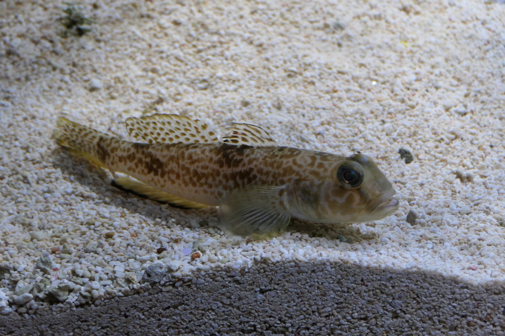 Hairfin Goby (Yongeichthys nebulosus) - Uozu Aquarium