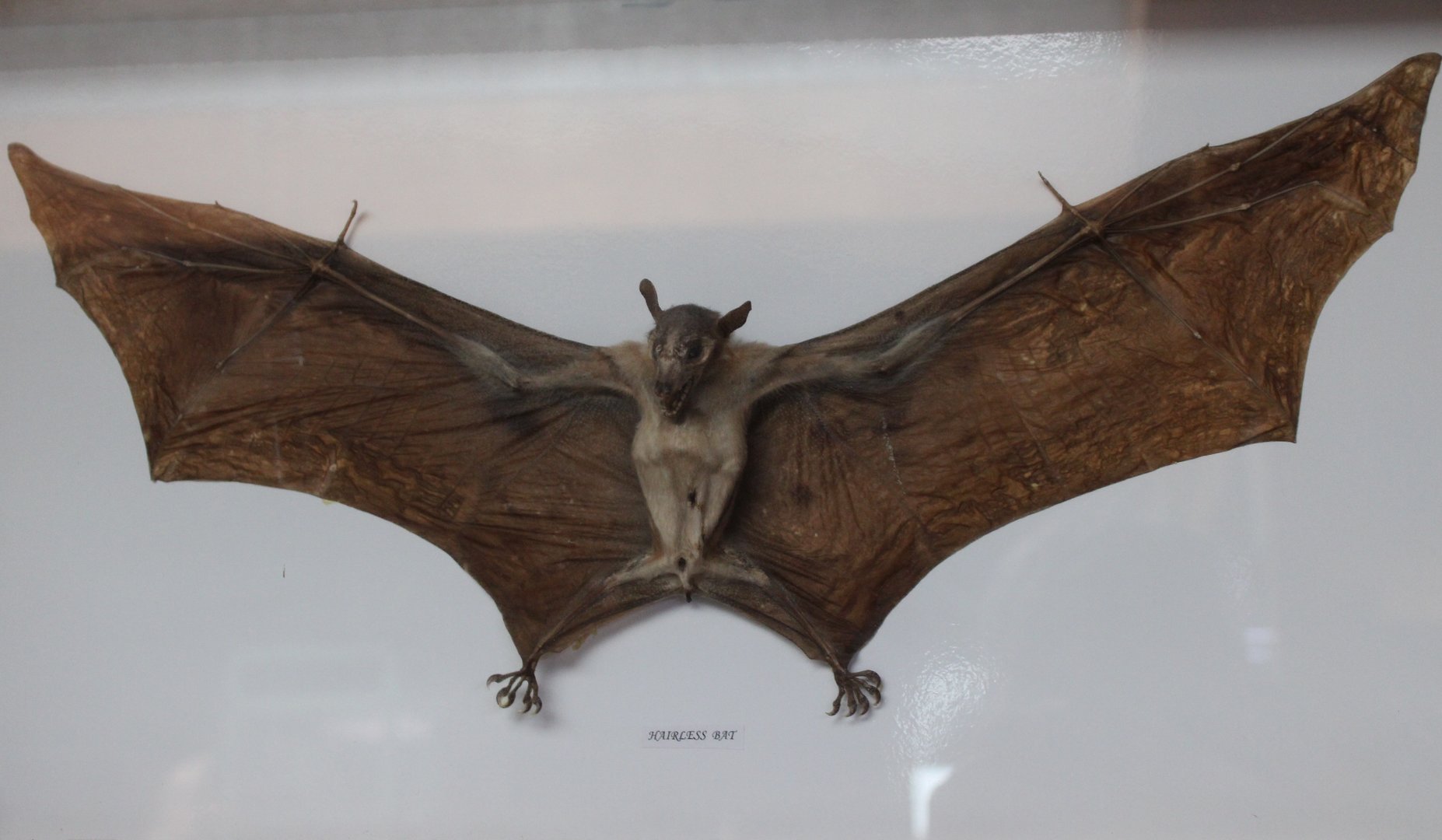 Hairless bat specimen