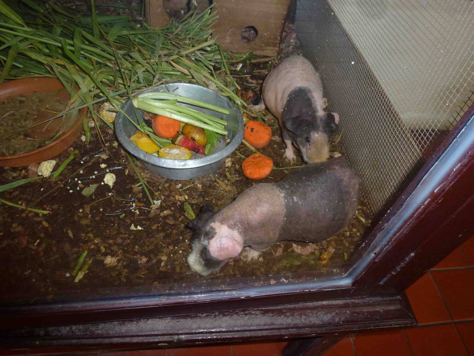 Hairless guinea pigs, July 2013.