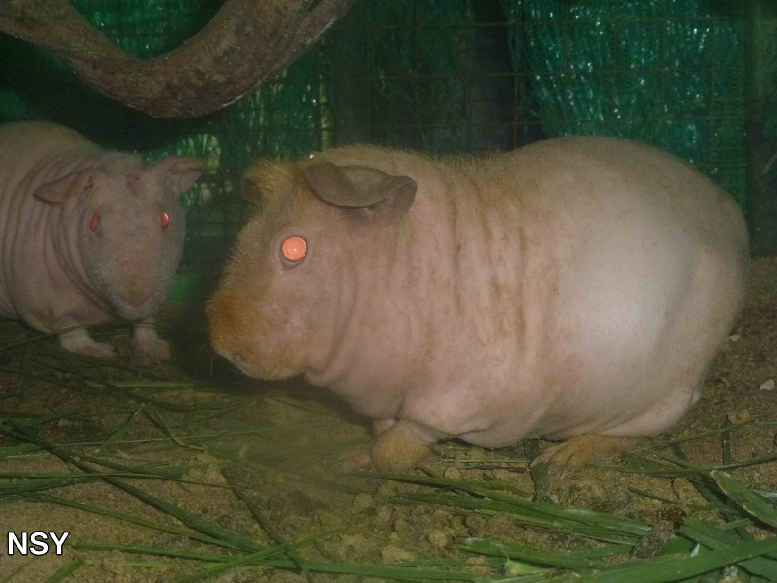 Hairless guinea pigs, June 2013.