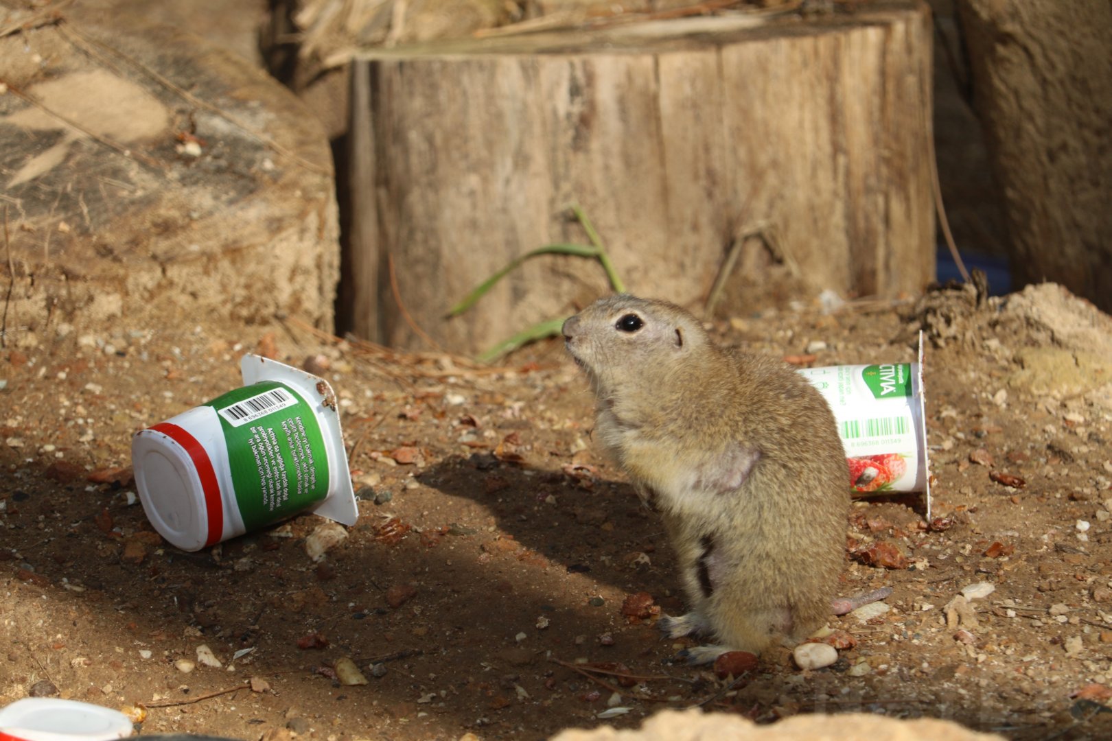 Hairless patches & yoghurt pots, Jan 2020