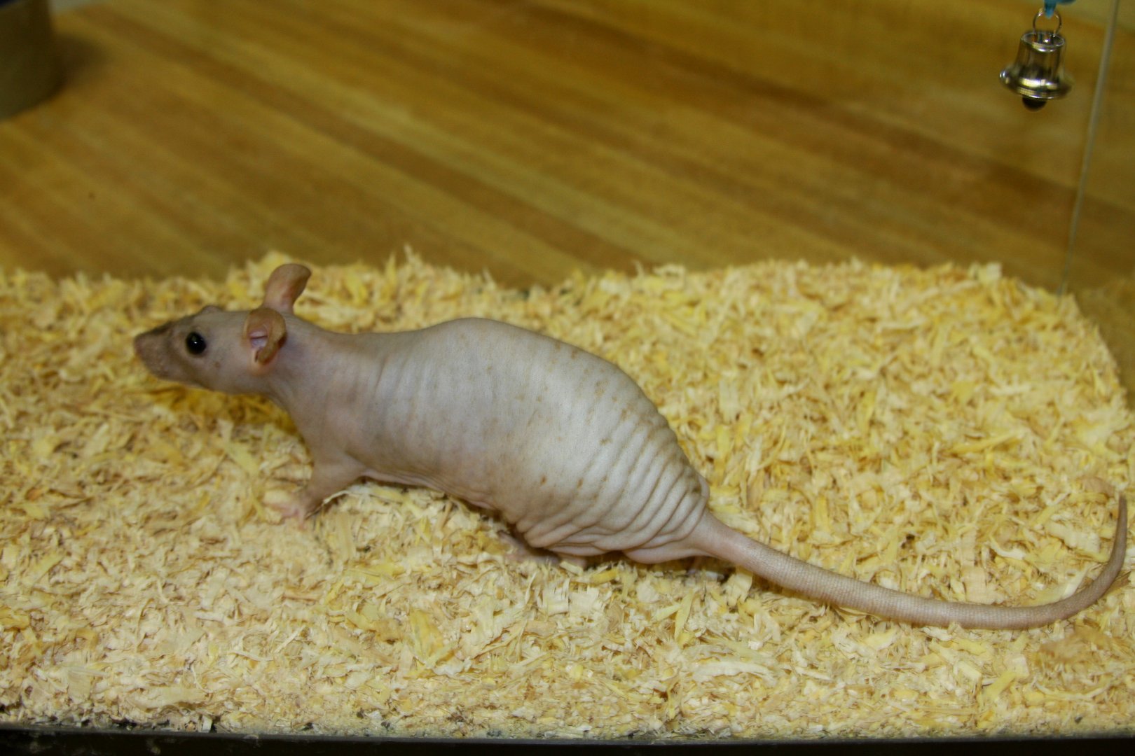 hairless rat (Rattus norvegicus) 2010