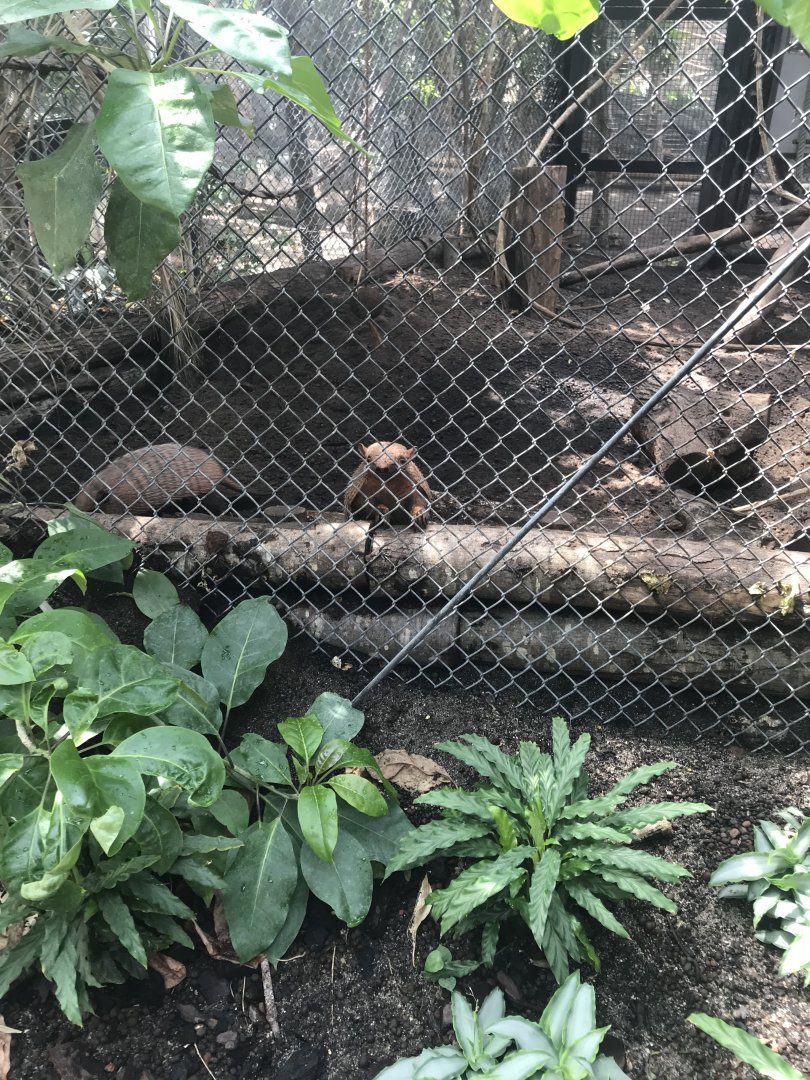 Hairy armadillo (2019)