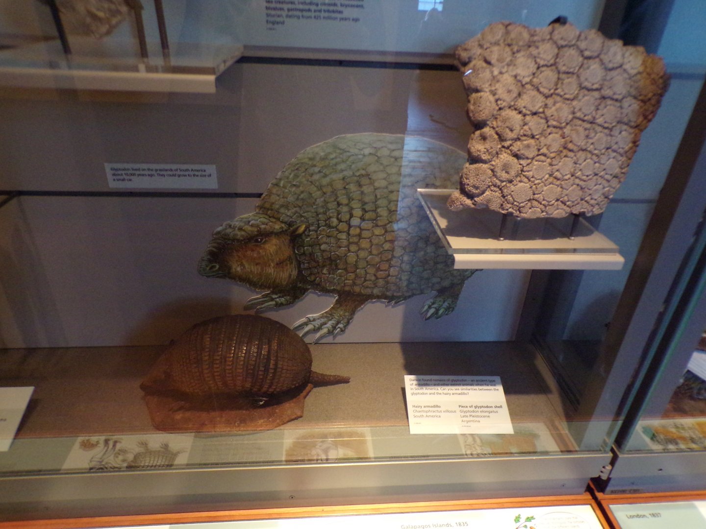 Hairy armadillo and piece of glyptodon shell (taken in Kelvingrove museum) 12.2.24