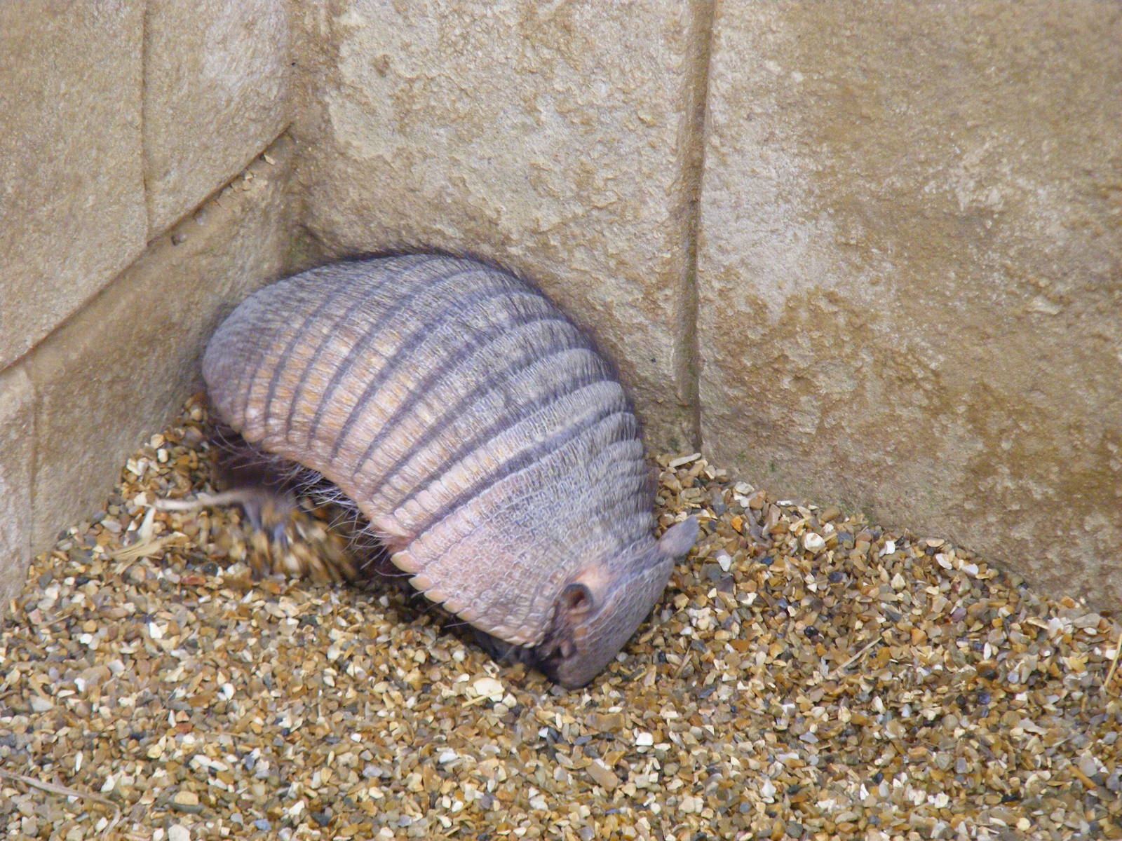 Hairy armadillo at Amazon World, 5 April 2010