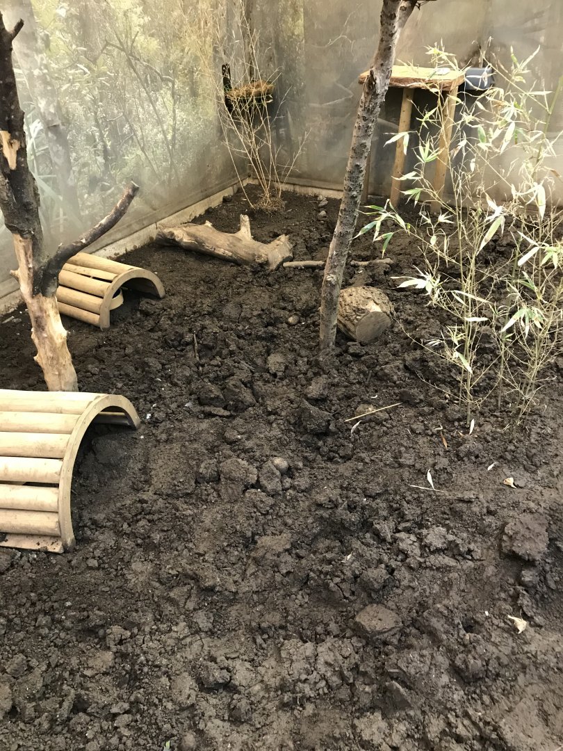 Hairy armadillo enclosure in brilliant birds