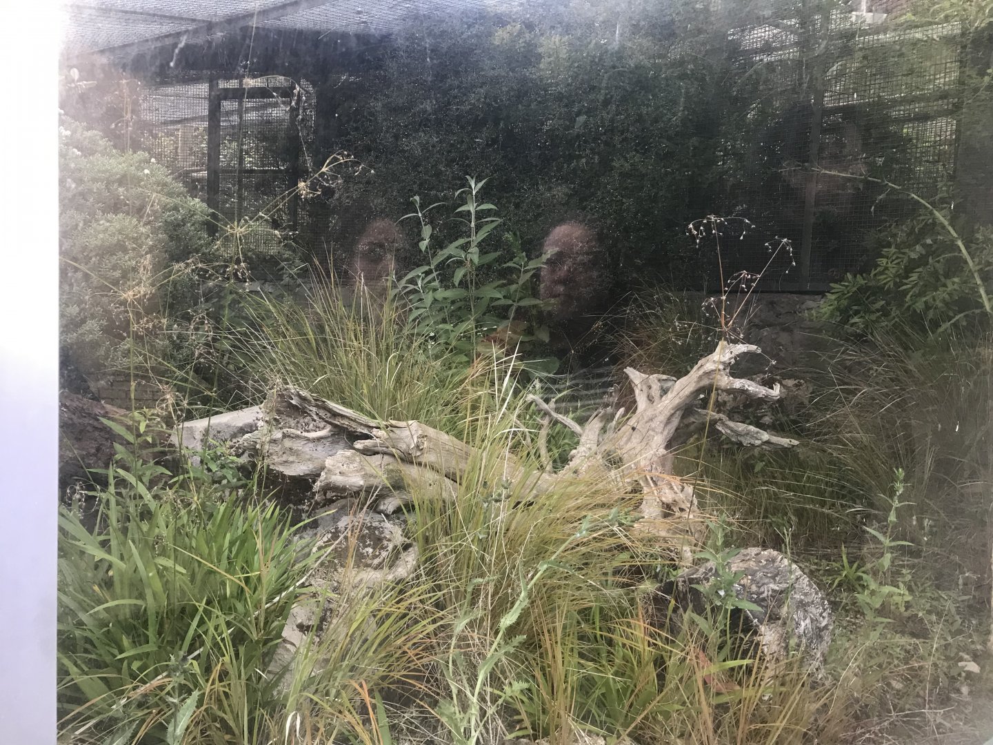 Hairy armadillo enclosure