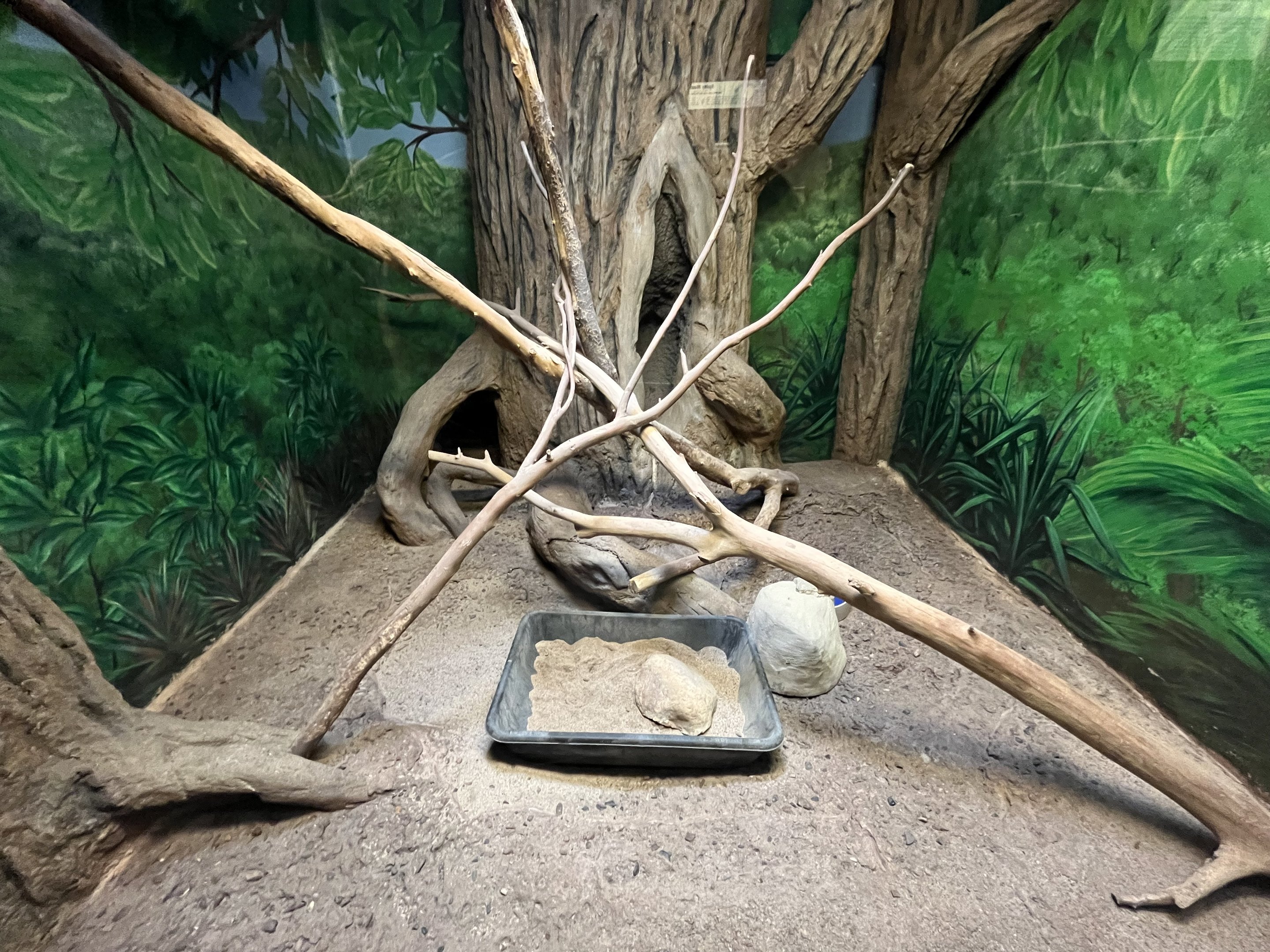 Hairy Armadillo Exhibit