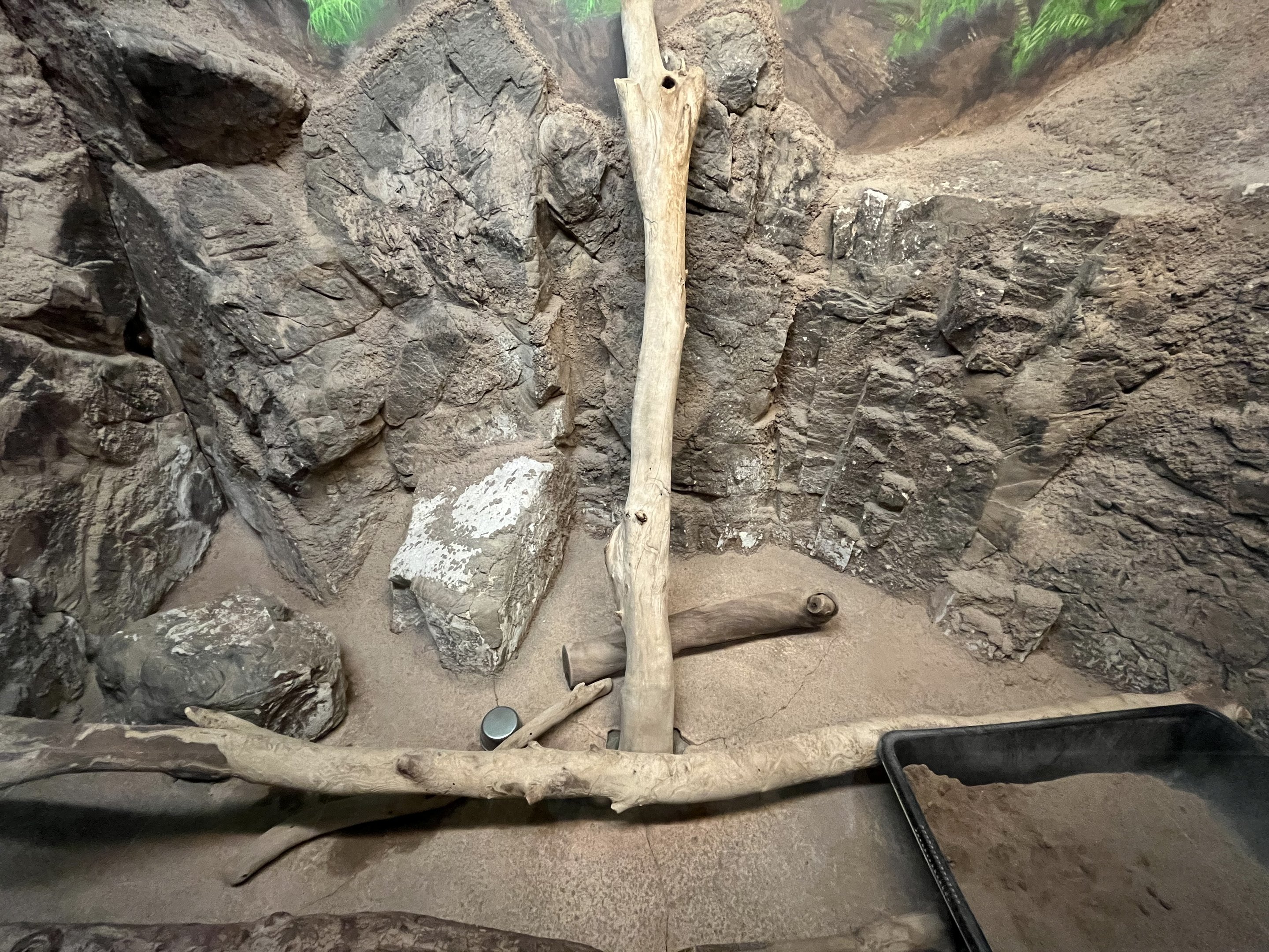 Hairy Armadillo Exhibit