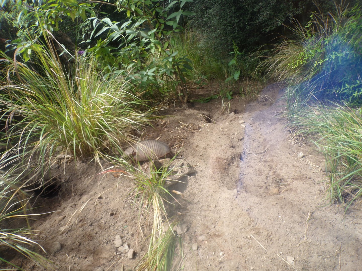 Hairy armadillo in former mongoose enclosure 17.7.23