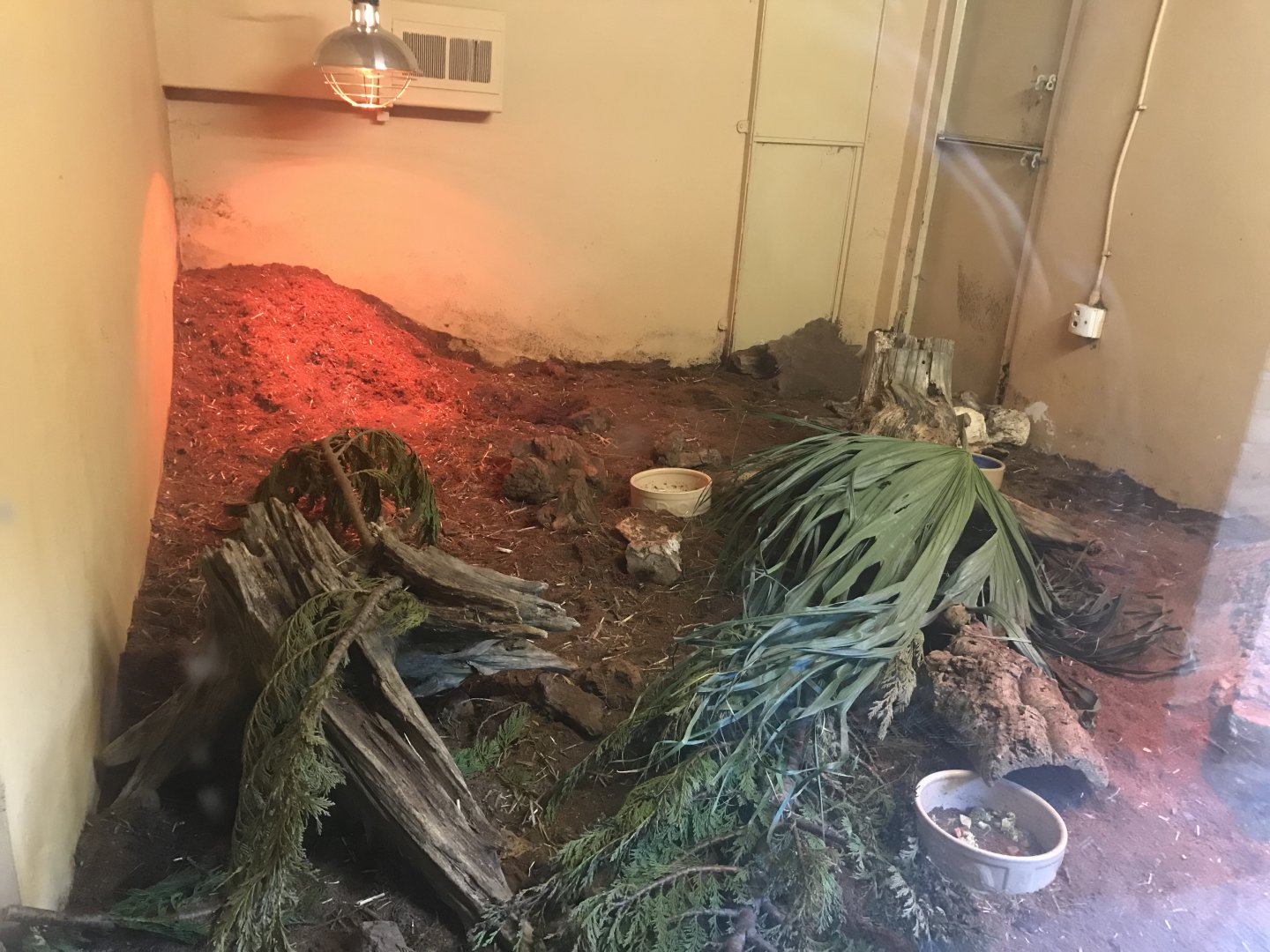 Hairy armadillo indoors