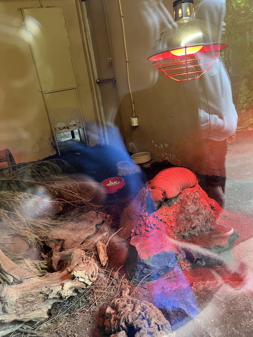 Hairy armadillo resting (not in this enclosure anymore) 18.7.24