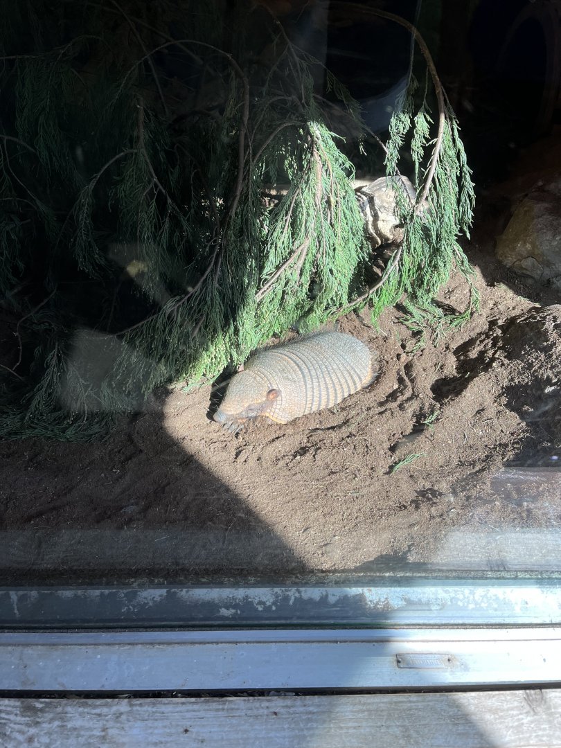 Hairy armadillo sunbathing 18.7.23