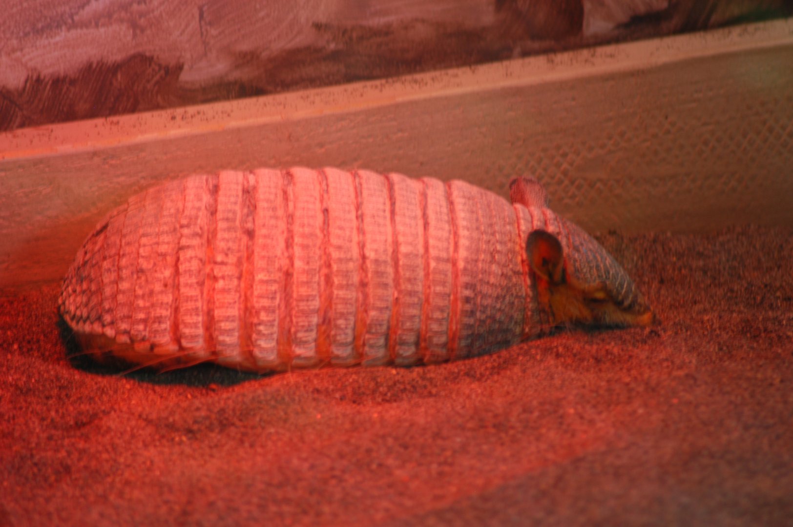 Hairy Armadillo