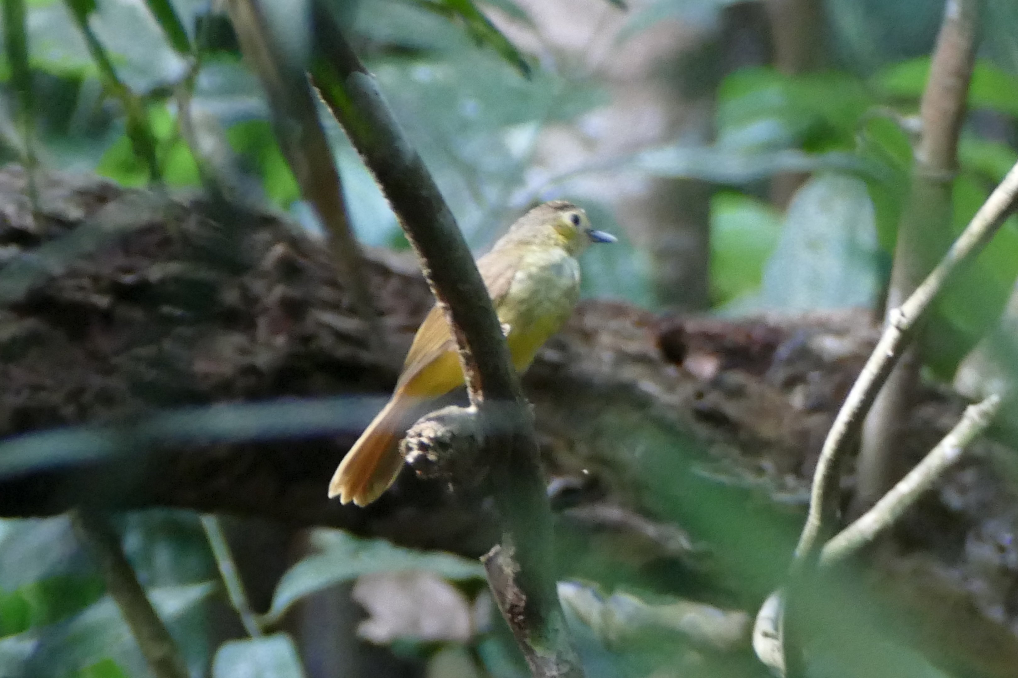 Hairy-backed Bulbul - Taman Negara