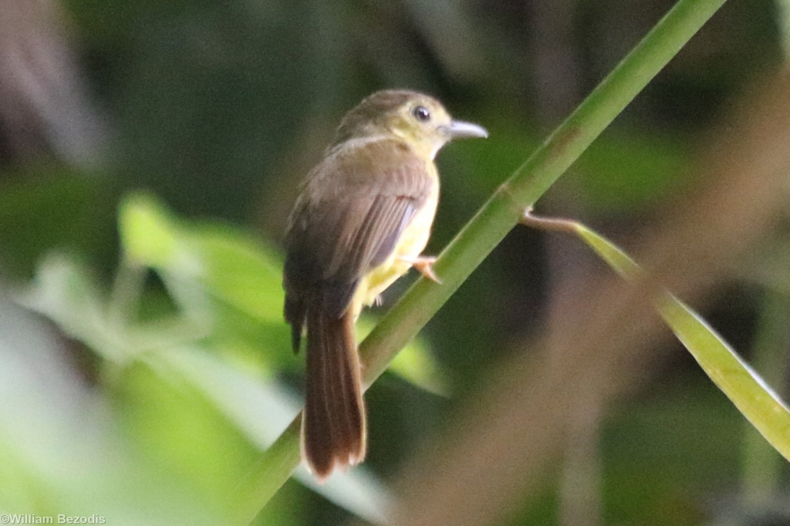 Hairy-backed Bulbul - Tapan Road