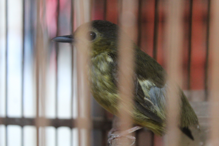 Hairy-backed bulbul (Tricholestes criniger criniger)