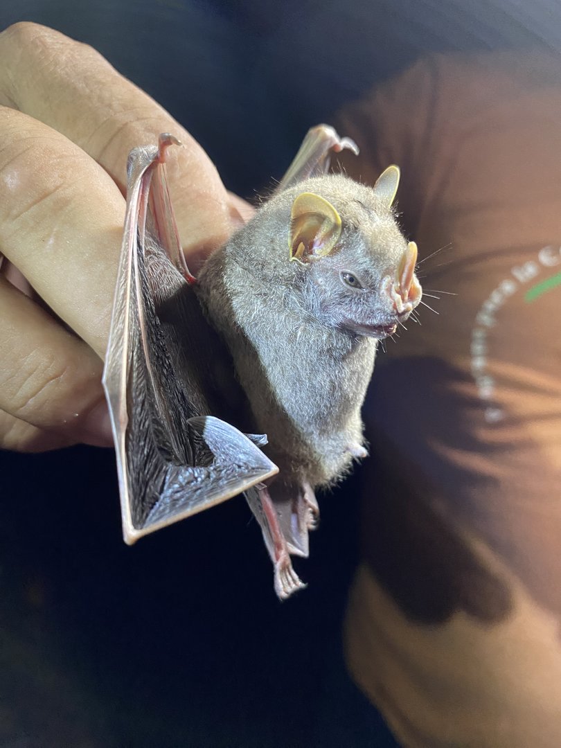 Hairy Big-eyed Bat (Chiroderma villosum)