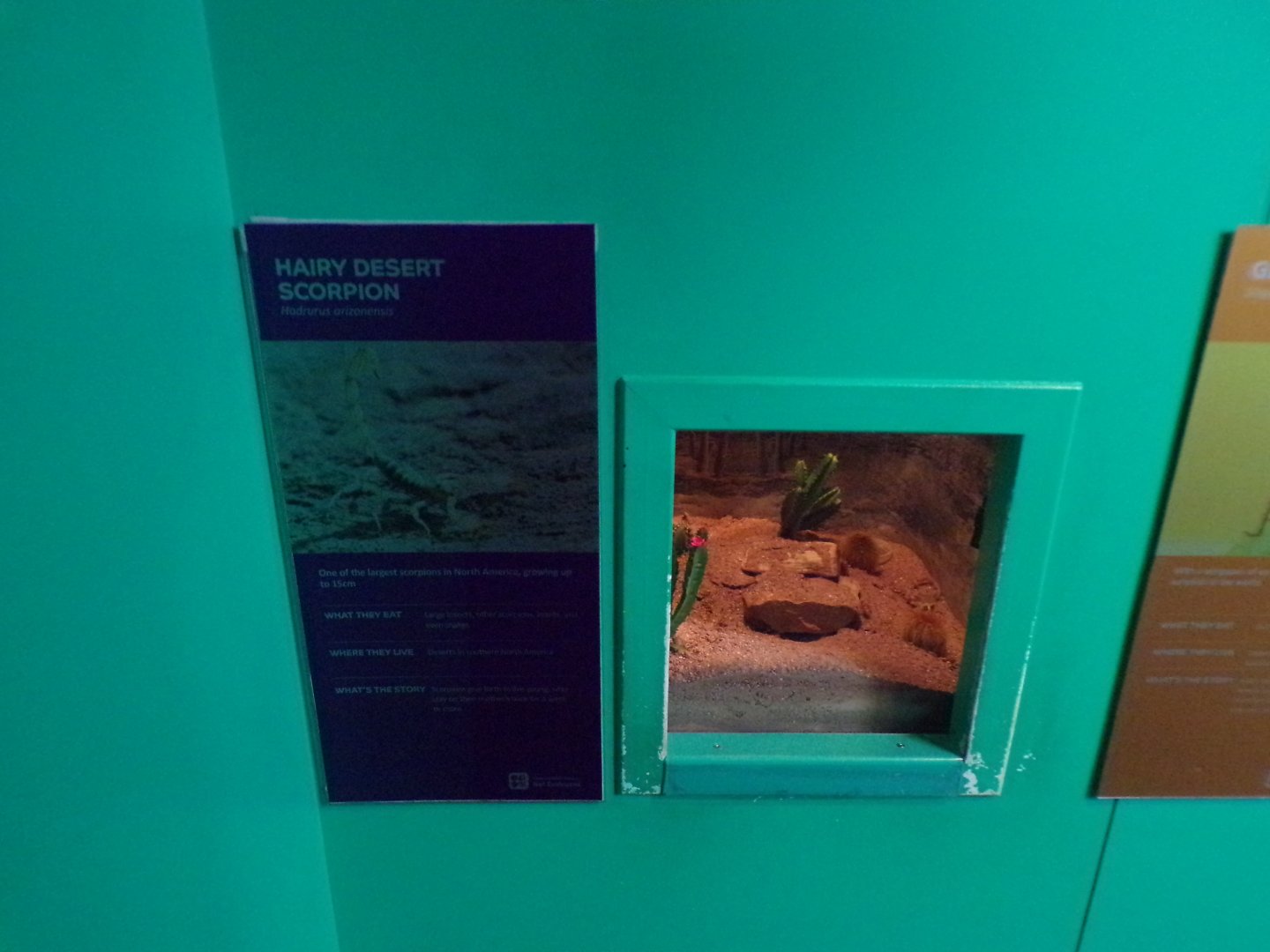 Hairy desert scorpion exhibit 11.2.25