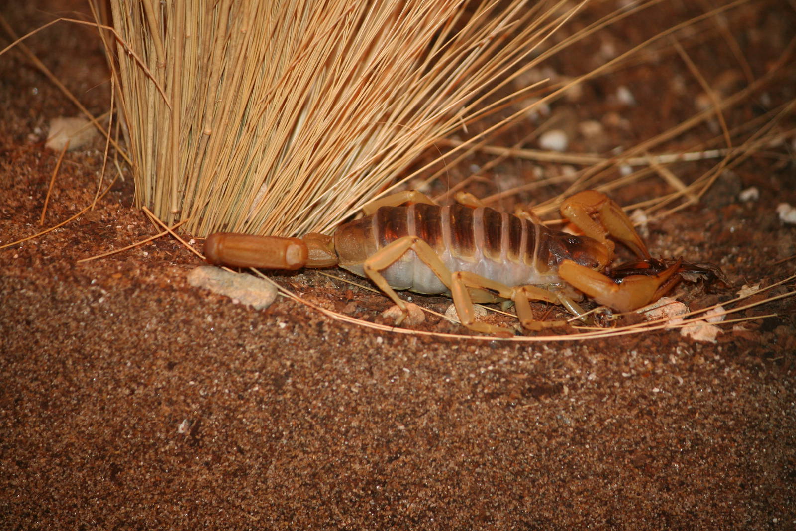 Hairy desert scorpion?