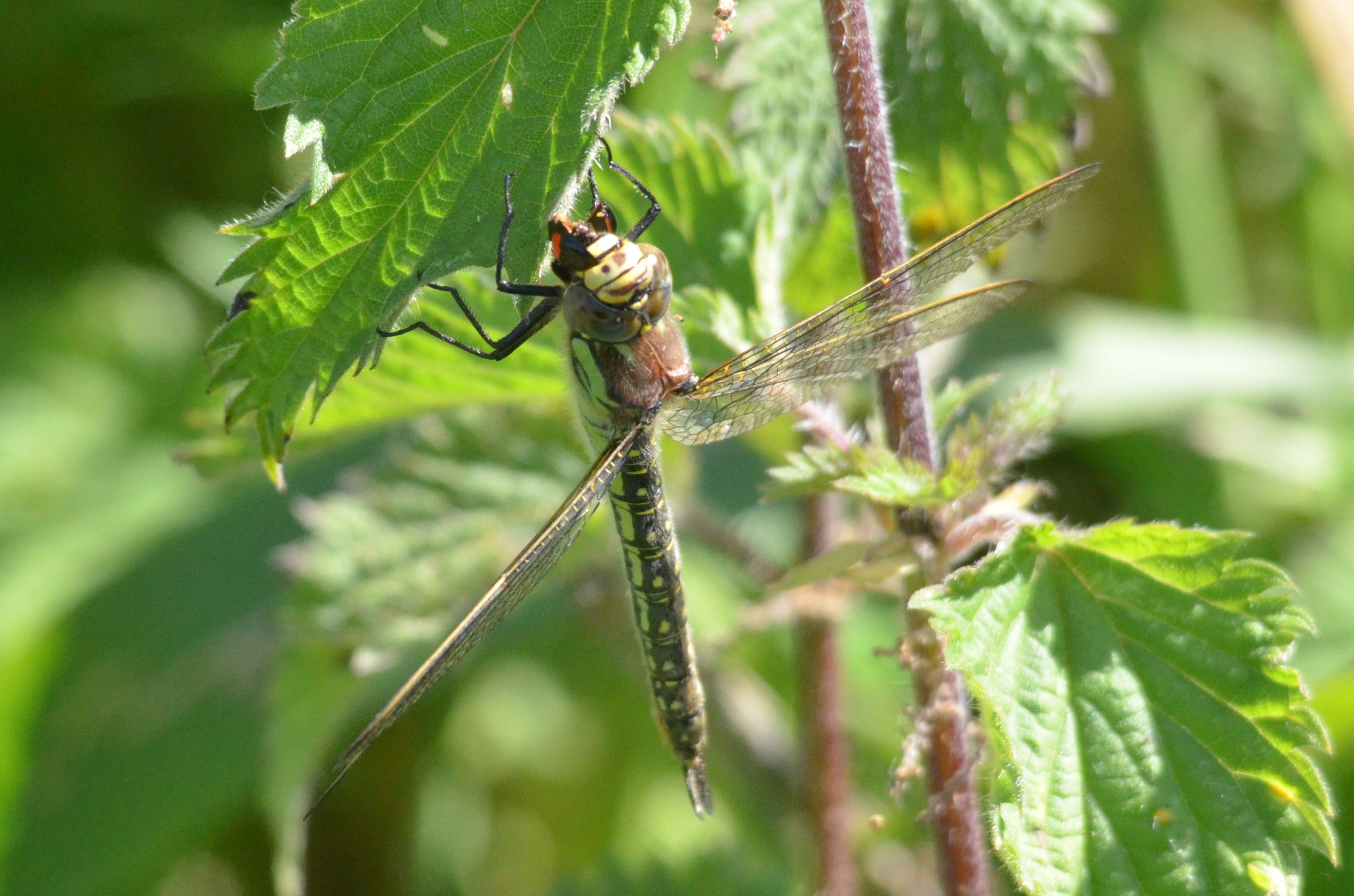 Hairy Dragonfly, Strumpshaw Fen, 10/06/17